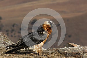 Lammergeier, Beared Vulture, Giants Castle, Kwazulu Natal, South Africa