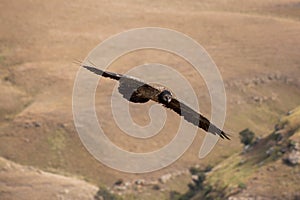 Lammergeier, Beared Vulture, Giants Castle, Kwazulu Natal, South Africa