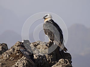 Lammergeier - Gypaetus barbatus in Simiens