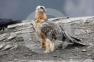 Lammergeier or lammergeyer or bearded vulture,