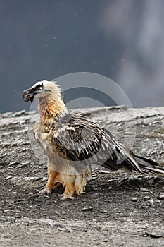 Lammergeier or lammergeyer or bearded vulture,