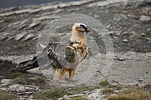 Lammergeier or lammergeyer or bearded vulture,