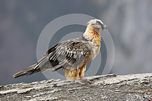 Lammergeier or lammergeyer or bearded vulture,