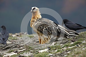 Lammergeier or lammergeyer or bearded vulture,