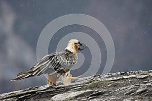 Lammergeier or lammergeyer or bearded vulture,