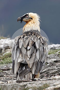 Lammergeier or lammergeyer or bearded vulture,