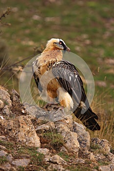 Lammergeier in spain  Pyrenees