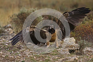 Lammergeier in spain  Pyrenees