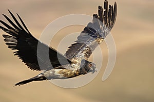 Lammergeyer or Bearded Vulture