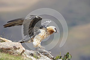 Lammergeyer or Bearded Vulture