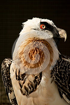 Lammergeyer or Bearded Vulture (Gypaetus barbatus