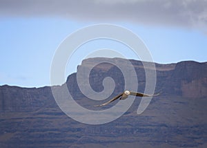 Lammergeyer, Beared Vulture