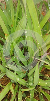 Lammon grass plant with image ino