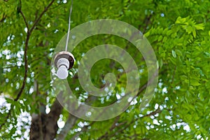 Lamp hanging under the tree in the garden.