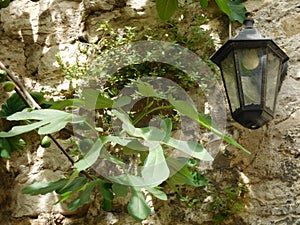 Lamp hanging on a wall by a fig tree in Dubrovnik, Croatia