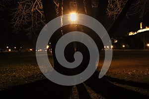 Lamp light shining through big tree