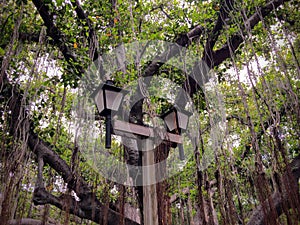 Lamp Post in front of large single Banyan Tree in Lahaina on the island of Maui