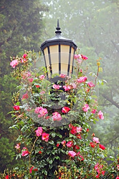 Lamp post and roses