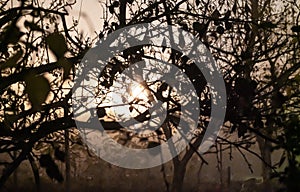 Lamp post shining through tree