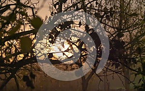Lamp post shining through tree