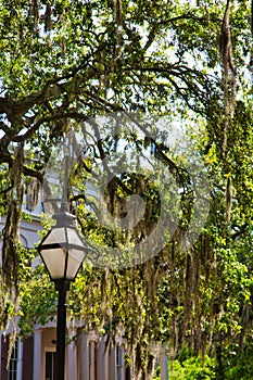 Lamp Post and Spanish Moss