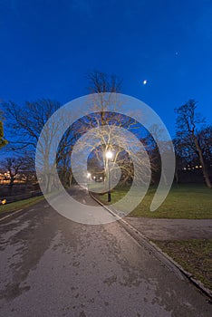 Lamp post by a tree in a park at night..