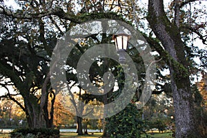 Lamp post with vines and trees