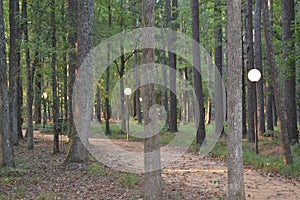 Lamp post in woodland 