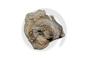 Lamp shell fossil stone, Brachiopod fossil in Permian Period isolated on white background.