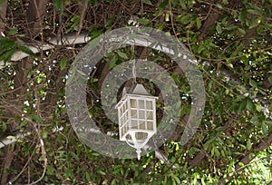 Lamp on the tree summer veranda overgrown with lanterns hanging from tree
