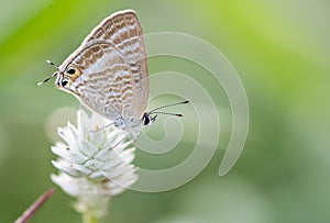 Lampides boeticus Linnaeus, 1767 : Peablue Bean Butterfly ,A brown butterfly with white stripes on a white flower against a