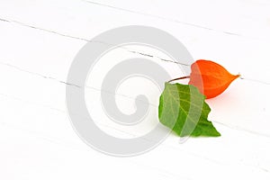 Lampion flower on white photo