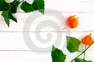 Lampion flower on white photo