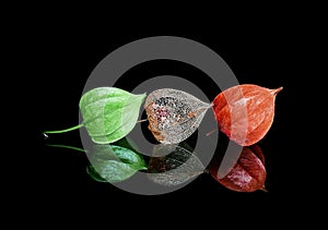 Lampion Fruits in three growth stages photo