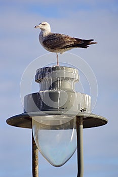 Lamppost with bird