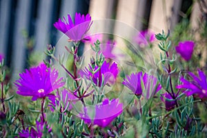 Lampranthus - Aizoaceae from the Ice Plant Family with purple fl photo