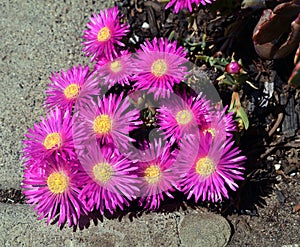 Lampranthus - magenta flowers with succulent leaves, hardy ice plant genus in the family Aizoaceae, flowering photo