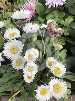 lampranthus multiradiatus. sunbeams blooming in the garden