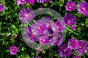 Lampranthus spectabilis (Pig face,Orange glow, Trailing ice plant