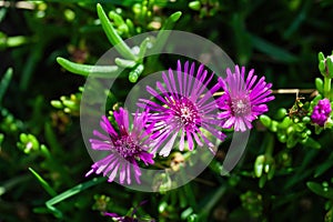 Lampranthus spectabilis (Pig face,Orange glow, Trailing ice plant