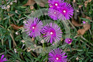 Lampranthus spectabilis (Pig face,Orange glow, Trailing ice plant