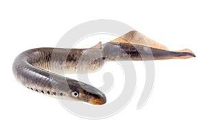 Lamprey fish