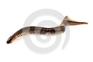 Lamprey fish