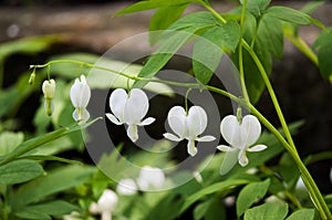 Lamprocapnos spectabilis