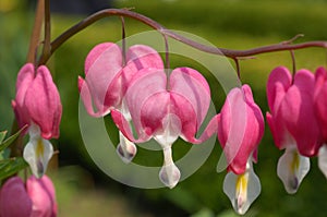 Lamprocapnos spectabilis