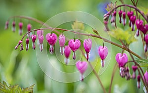 Lamprocapnos spectabilis ,bleeding hear