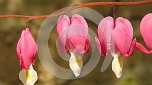Lamprocapnos spectabilis, bleeding heart, Asian bleeding-heart, Dicentra spectabilis. Pink heart-shaped spring garden flower