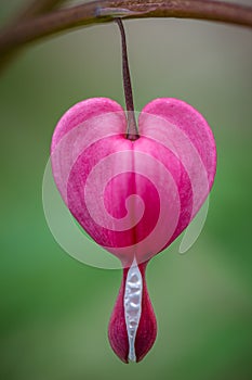 Lamprocapnos spectabilis, bleeding heart flower.