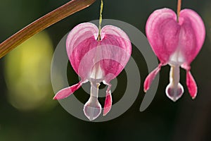 Lamprocapnos spectabilis flower macro shot