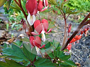 Lamprocapnos spectabilis Valentine red version of bleeding heart flower